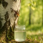 découvrez les bienfaits naturels de la sève de bouleau pour votre santé : purification, reminéralisation et revitalisation de l'organisme.